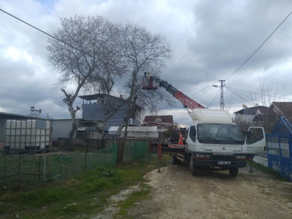 Kurşunlu Kumsaz, Ağaç Budama Çalışması