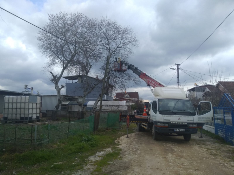 Kurşunlu Kumsaz, Ağaç Budama Çalışması
